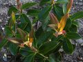 vignette Rhododendron Genesterianum nouvelles pousses au 06 04 10