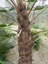 vignette Trachycarpus wagnerianus - Palmier miniature de Chusan