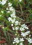 vignette petit arbuste  fleurs blanches