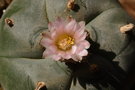 vignette Lophophora williamsii v. texensis en fleur
