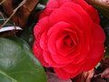 vignette Camellia japonica Coquetti autre vue au 07 04 10