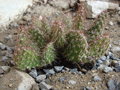 vignette Opuntia airampoa picardoi