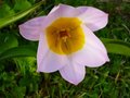 vignette Tulipes bakeri 'Lilac Wonder'