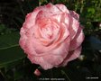 vignette Camlia ' TAMMIA ' camellia  japonica