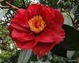 vignette Camlia  ' BOB HOPE ' camellia japonica
