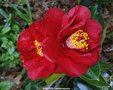vignette Camlia  ' BOB HOPE ' camellia japonica