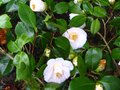 vignette Camellia japonica Mrs D.W.Davies au 07 04 10