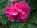 vignette Camellia williamsii Debbie toujours fringuant au 07 04 10