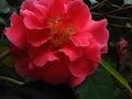 vignette Camellia reticulata Dr Clifford's park au 07 04 10