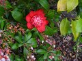 vignette Camellia japonica Bob's tinsie au 07 04 10