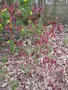 vignette debourage acer palmatum atropurpureum