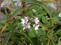 vignette erodium pelargoniiflorum