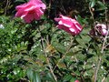 vignette Camellia williamsii Mary Phoebe Taylor au 08 04 10