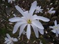 vignette Magnolia stellata