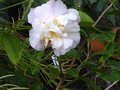 vignette Camellia scentuous bien parfum au 08 04 10