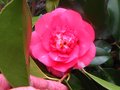 vignette Camellia japonica chandleri lgans toujours en forme aprs 4 mois de fleurs au 08 04 10