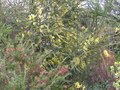 vignette Grevillea rosmarinifolia et acacia pravissima en fleurs au 08 04 10