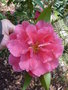 vignette Camellia reticulata 'Captain Rawes'