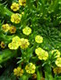 vignette Euphorbia woodii - Euphorbe