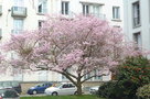 vignette Prunus subhirtella  - Cerisier