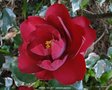 vignette Camlia ' ROYAL VELVET ' camellia japonica