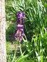 vignette iris hybride