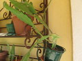 vignette epiphyllum yellow triumph