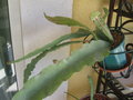 vignette epiphyllum jennifer Ann