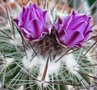 vignette Echinofossulocactus zacatecasensis 10 4 2010 Ndc