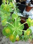 vignette Euphorbia Myrsinite 10 4 2010 Ndc