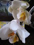 vignette Orchide jaune 20 2 2010 Ndc