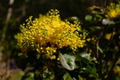 vignette Mahonia aquifolium inermis (fleurs)