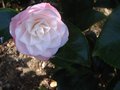 vignette Camellia japonica Desire au 11 04 10