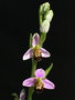 vignette Ophrys apifera n°1