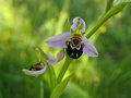 vignette Ophrys apifera n°2