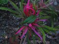 vignette Rhododendron Macrosepalum linearifolium au 10 04 10