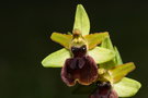 vignette Ophrys araign閑 (O. aranifera)