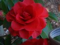 vignette Camellia japonica Tom Knudsen au 10 04 10
