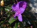 vignette Rhododendron Blue tit au 10 04 10