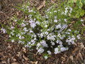 vignette diosma hirsuta 'pink fountain'