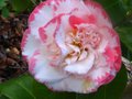 vignette Camellia japonica Margareth Davies Picottee au 10 04 10