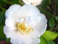 vignette Camellia japonica Mrs D.W.Davies au 10 04 10