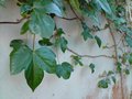 vignette Hedera algeriensis