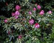 vignette Rhododendron  ' PRESIDENT ROOSEVELT '