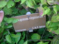 vignette Chrysogonum virginianum