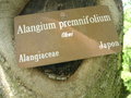 vignette Alangium premnifolium