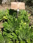 vignette Biscutella chicoriifolia - Biscutelle  fleur de chicore