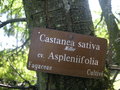 vignette Castanea sativa 'Aspleniifolia'