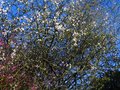 vignette Poncirus trifoliata en début de floraison au12 04 10