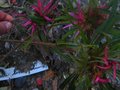 vignette Rhododendron macrosepalum linearifolium au 12 04 10